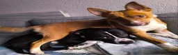 Kruising honden te koop: 6 mix pups in Oosterhout - Advertentie 3