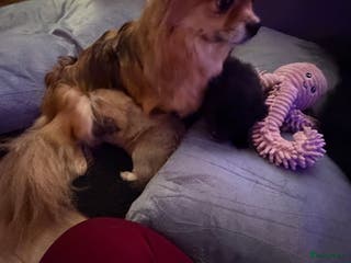 Pomchi honden Pomchi/pomeriaan - Advertentie 6