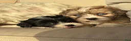 Kruising honden te koop: Prachtige boomer pups  - Advertentie 22