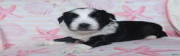 Tibetaanse Terriër honden te koop: Tibetaanse terrier pups met stamboom  - Advertentie 7