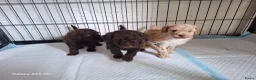 Poedel Toy honden te koop: 3 prachtige toy poedels  - Advertentie 3