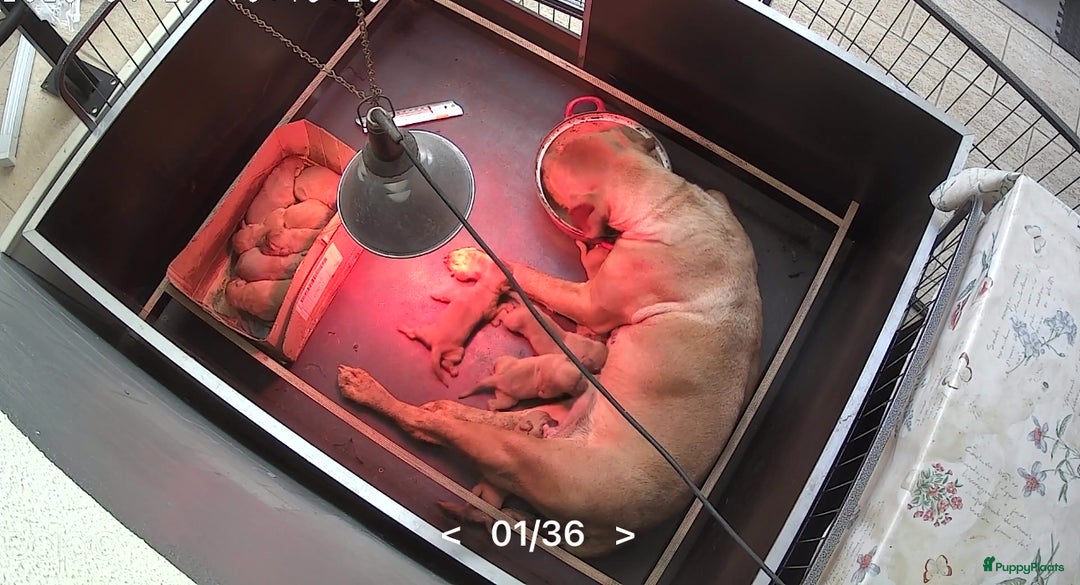 Bordeaux Dog honden te koop: Bordeaux dog pups bordeauxdog  - Advertentie 4