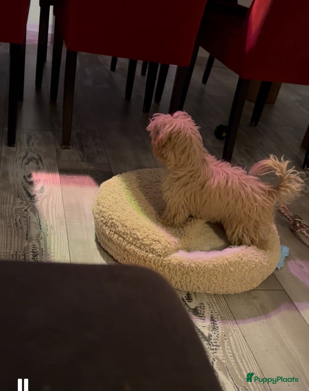 Maltipoo honden te koop: Herplaatsing F1 mini maltipoo - Advertentie 3