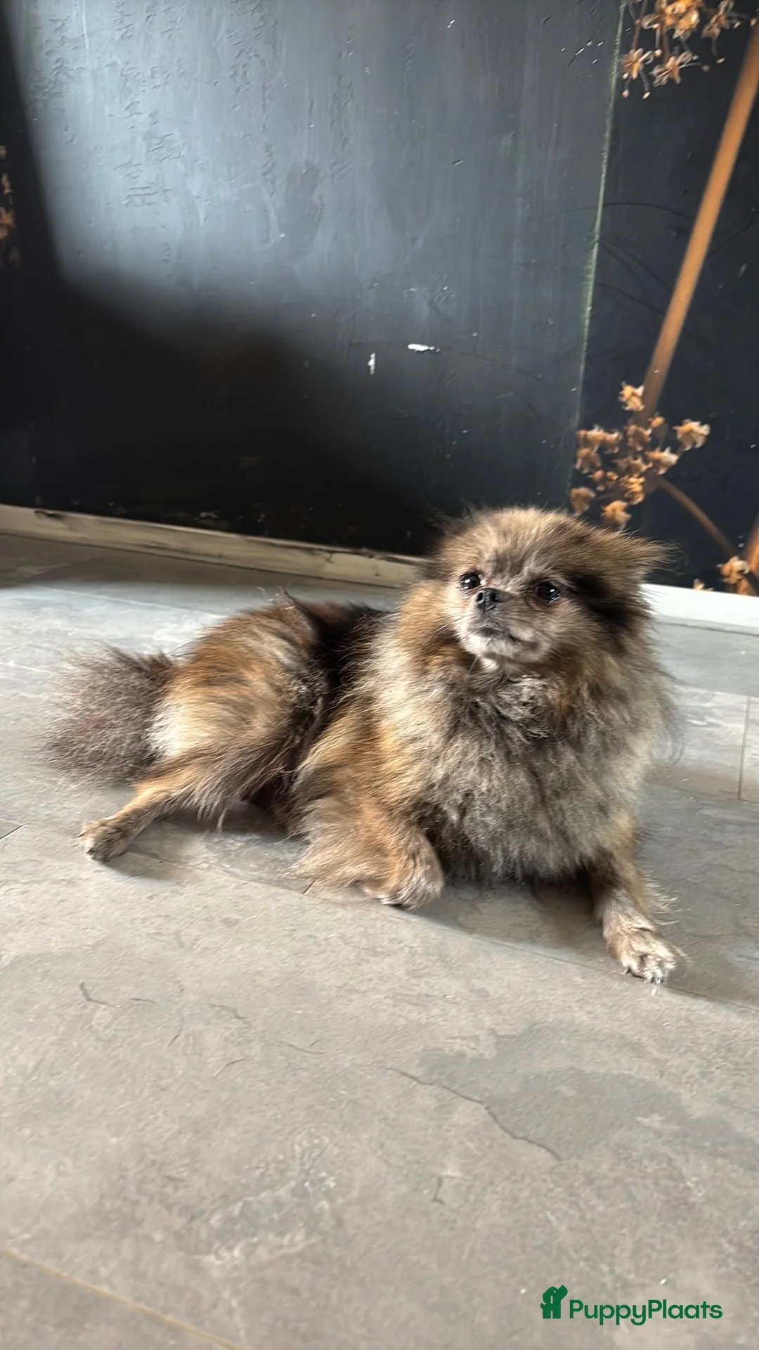 Pomeriaan honden te koop: Te koop pomeriaan pup - Advertentie 3