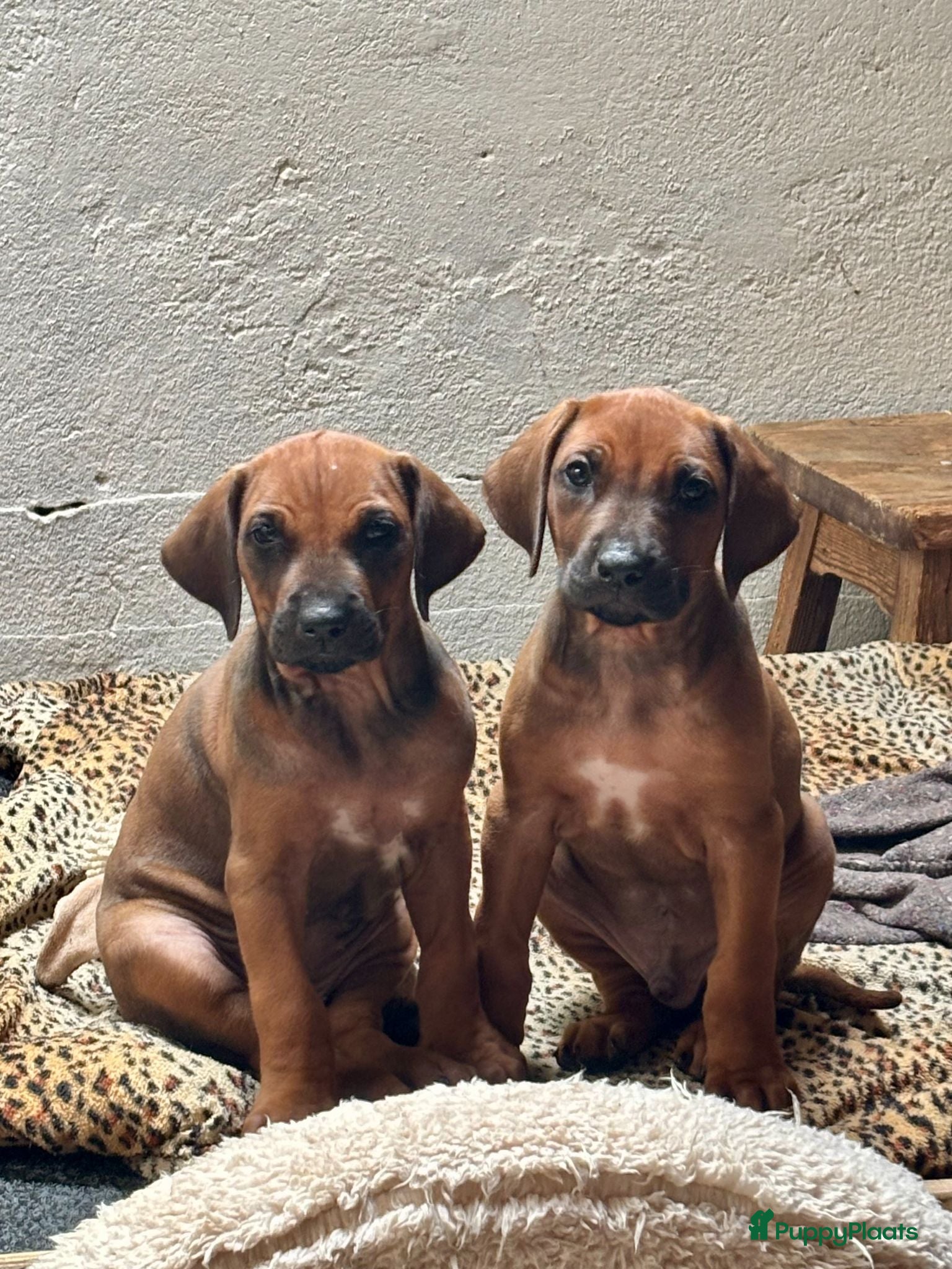 Rhodesian Ridgeback honden Rhodesian Ridgeback pups  - Advertentie 1