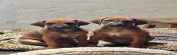 Rhodesian Ridgeback honden te koop: Rhodesian Ridgeback pups  - Advertentie 1