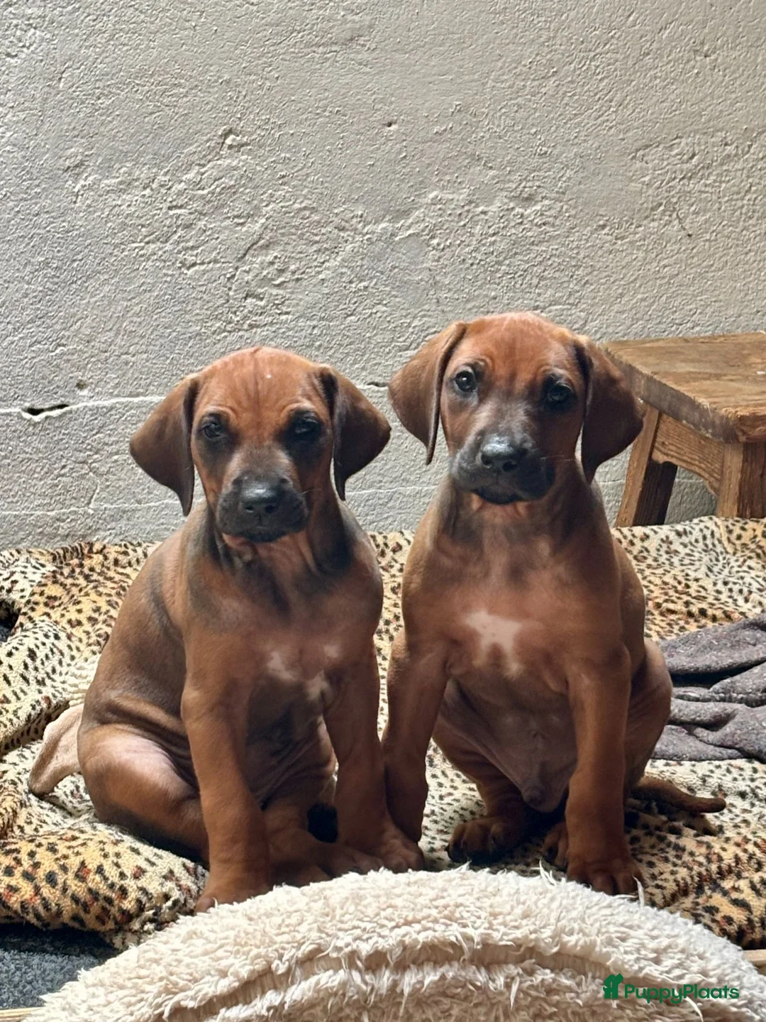 Rhodesian Ridgeback honden te koop: Rhodesian Ridgeback pups  - Advertentie 1