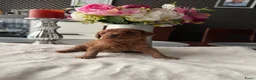 Poedel Toy honden te koop: Poedel toy 2 teef red Braun en red  - Advertentie 8