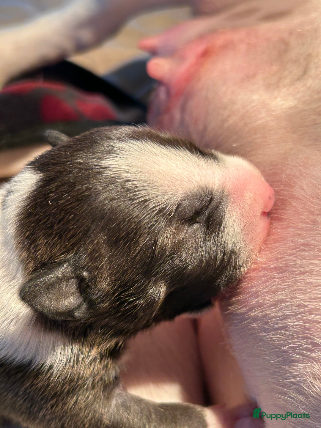 Bull Terriër honden te koop: Mini bull terriër met stamboom raad van beheer  - Advertentie 9