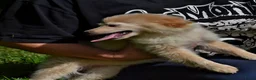 Kruising honden te koop: 6 Prachtige BooPom’s, 4 meiden🎀 2 jongens🧢 - Advertentie 9