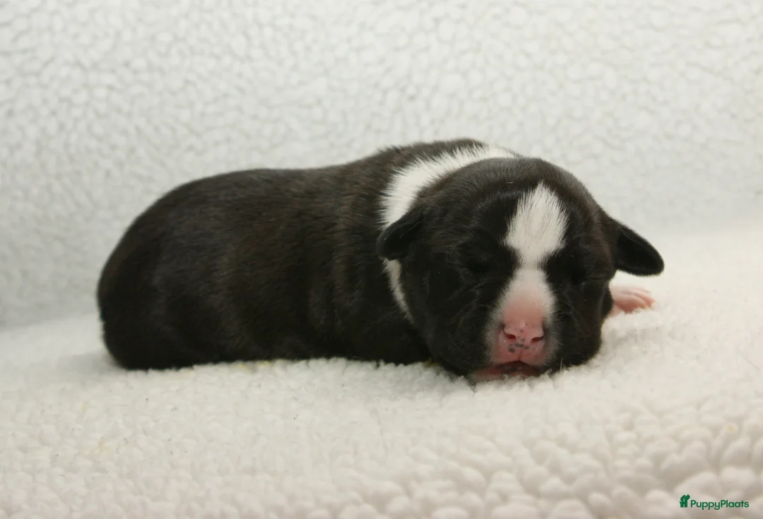 American Staffordshire Terriër honden te koop: Carmichael's nest - Advertentie 8