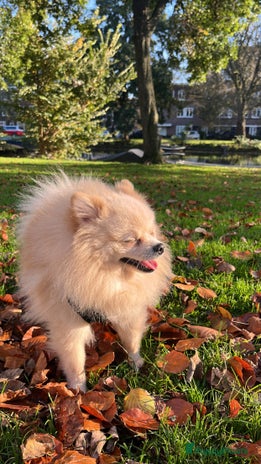 Pomeriaan honden Snowy - Advertentie 3