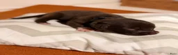 Kruising honden te koop: Friese Stabij x Friese Stabij/Kelpi puppy’s  in Sint-Oedenrode - Advertentie 2