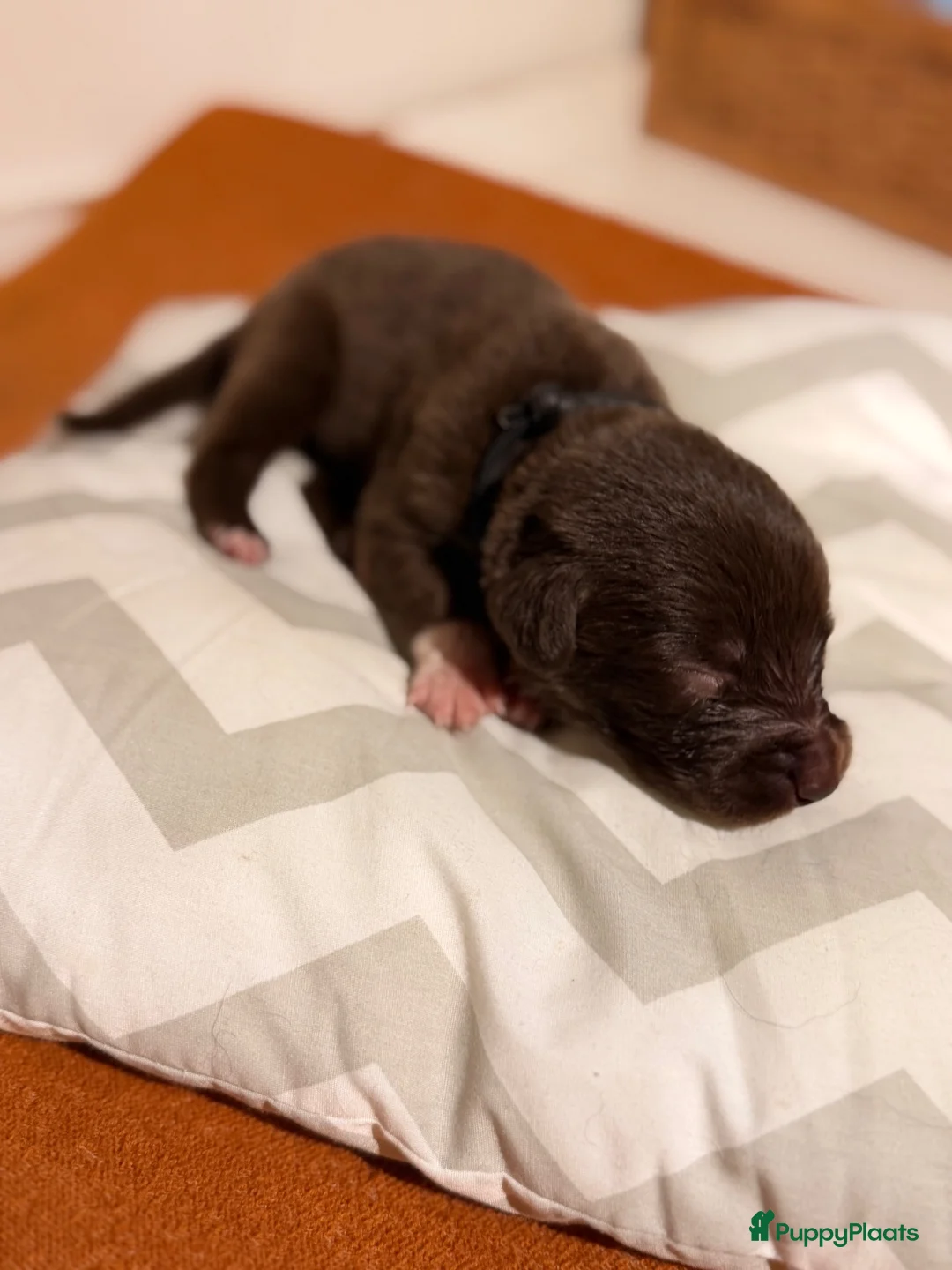 Kruising honden te koop: Friese Stabij x Friese Stabij/Kelpi puppy’s  in Sint-Oedenrode - Advertentie 2