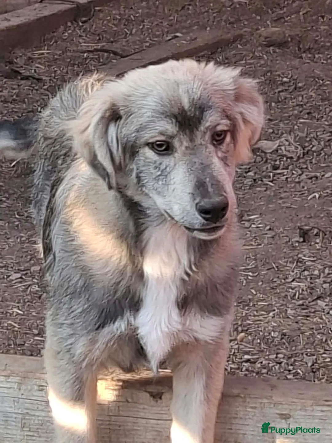 Kruising honden ter adoptie: Vitoo - Advertentie 2