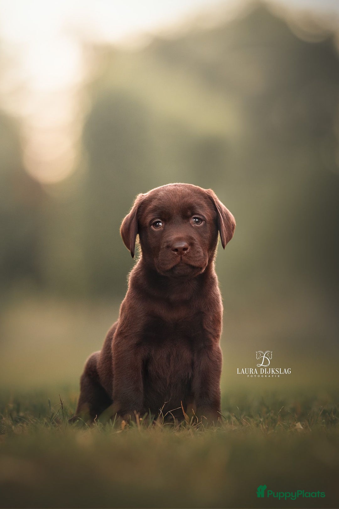 Labrador Retriever honden te koop: Chocola bruine labrador pups showlijn stamboom  - Afbeelding 6