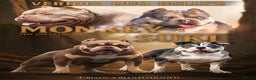 Amerikaanse Bully honden te koop: American bully pocket pups - Advertentie 2