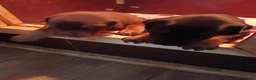 Dobermann honden te koop: 3 Dobermann pups  zoeken  een goud mandje  - Advertentie 30