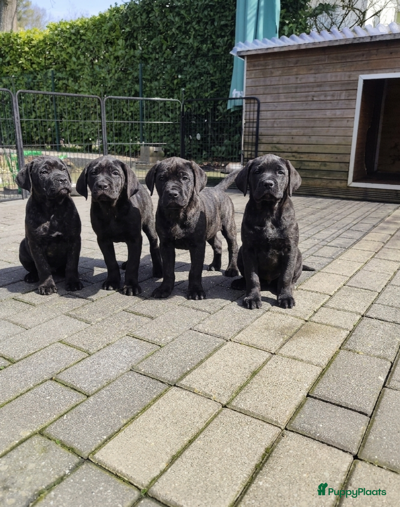 Labrador Retriever honden Fieldtrial labrador pups FCI  - Advertentie 2