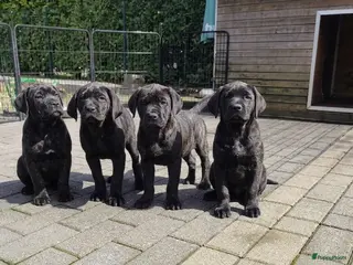 Labrador Retriever honden Fieldtrial labrador pups FCI - Advertentie 2