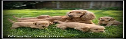Cockapoo honden te koop: Cockapoo pups - Advertentie 3