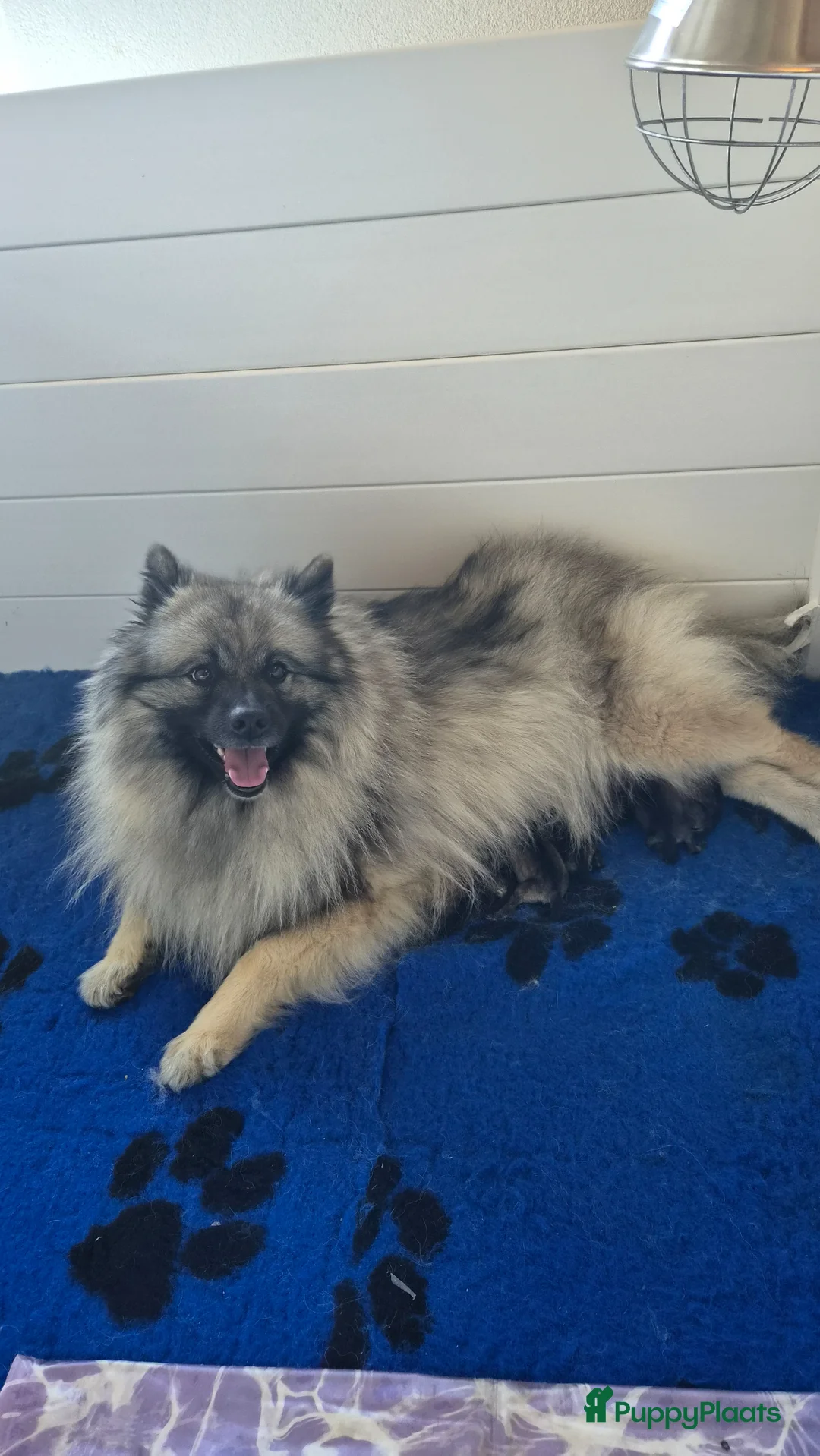 Keeshond honden te koop: Grote grijze keeshond puppy's  - Advertentie 1