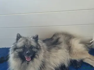 Keeshond honden Grote grijze keeshond puppy's - Advertentie 17