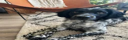 Friese Stabij honden te koop: Prachtige Friese Stabij pups in Rottevalle - Advertentie 2