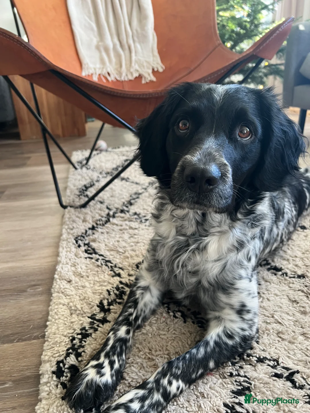 Friese Stabij honden te koop: Prachtige Friese Stabij pups in Rottevalle - Advertentie 2