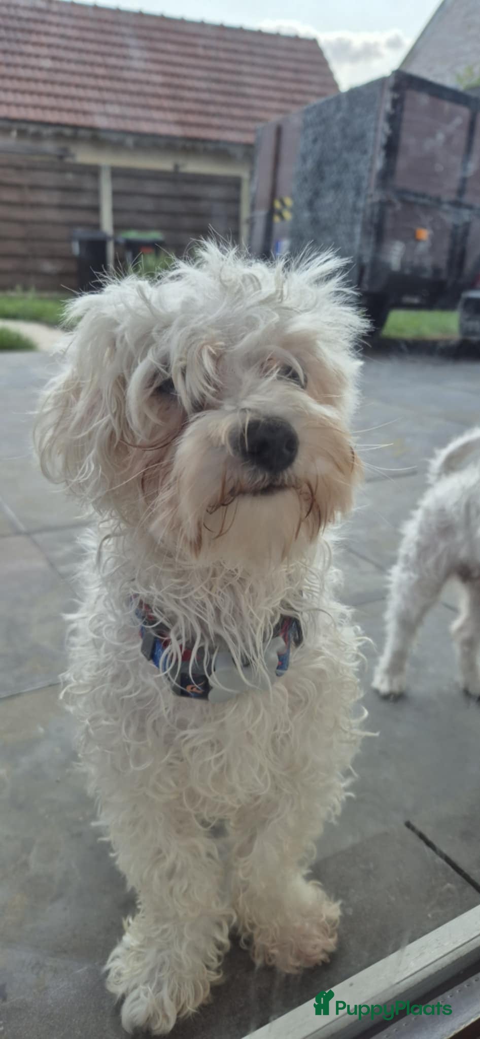 Bichon Frisé honden Mini zoek jounge - Advertentie 1