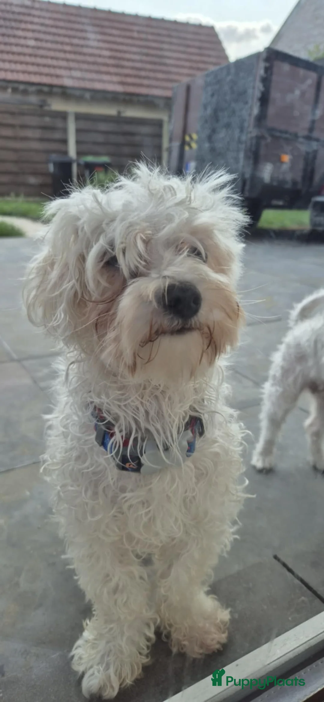 Bichon Frisé honden ter dekking: Mini zoek jounge - Advertentie 1