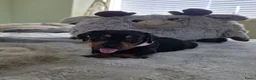 Teckel (korthaar)  honden te koop: Kortharige teckel pups - Advertentie 5