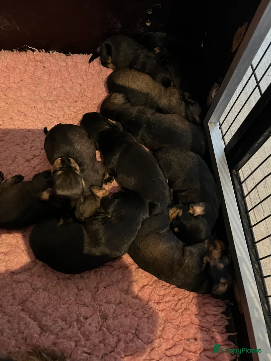 Ruwhaar Teckel honden te koop: Prachtige ruwhaar standaard pups  - Advertentie 2