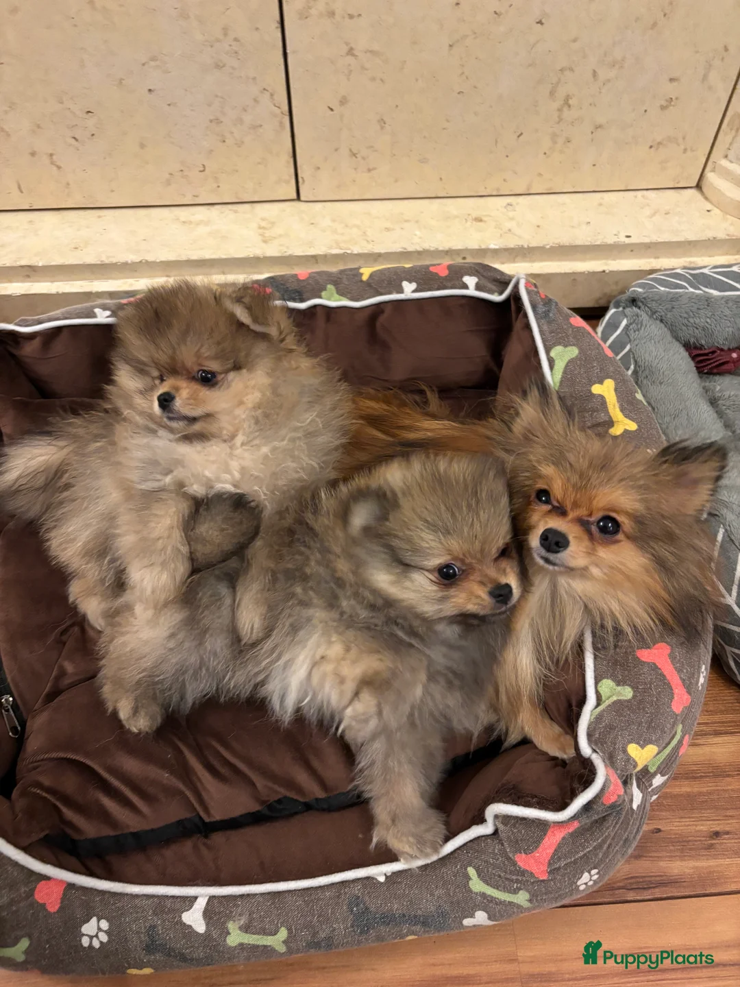 Pomeriaan honden te koop: 2 pomeriaan reutjes te koop - Advertentie 1