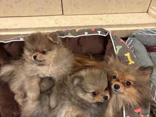Pomeriaan honden 2 pomeriaan reutjes te koop - Advertentie 4