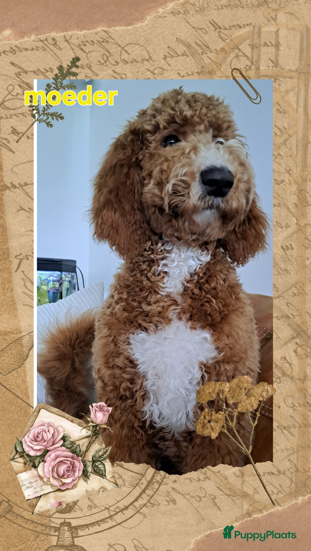 Australian Labradoodle honden te koop: Prachtige australian doodles pups  - Advertentie 17