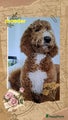 Australian Labradoodle Puppy 3