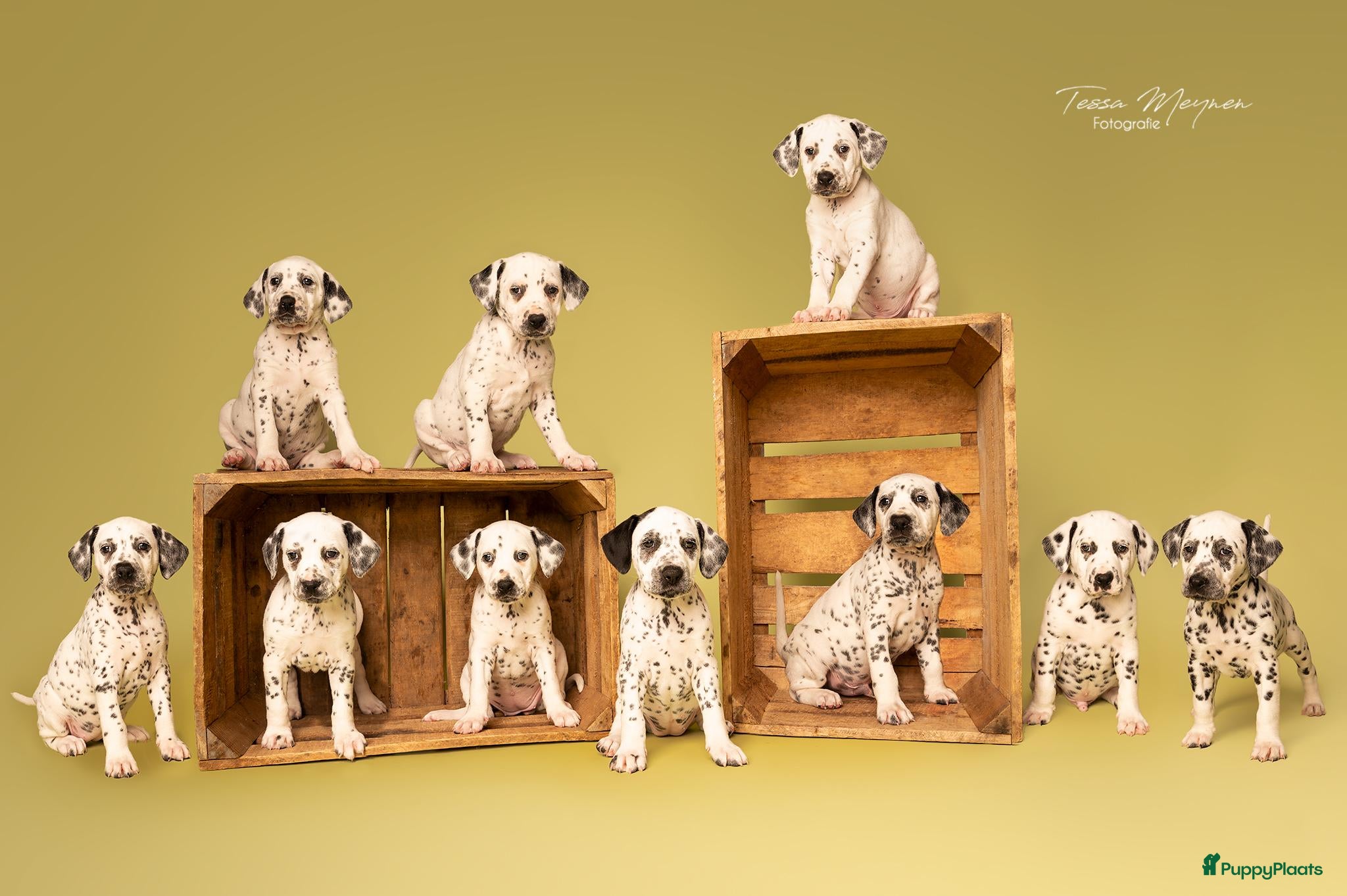 Dalmatiër honden Dalmatiër pups met stamboom  - Advertentie 2