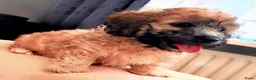 Maltipoo honden te koop: Maltipoo pup  - Advertentie 16