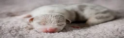 Amerikaanse Bully honden te koop: Prachtig nest American Bully pups - Advertentie 11