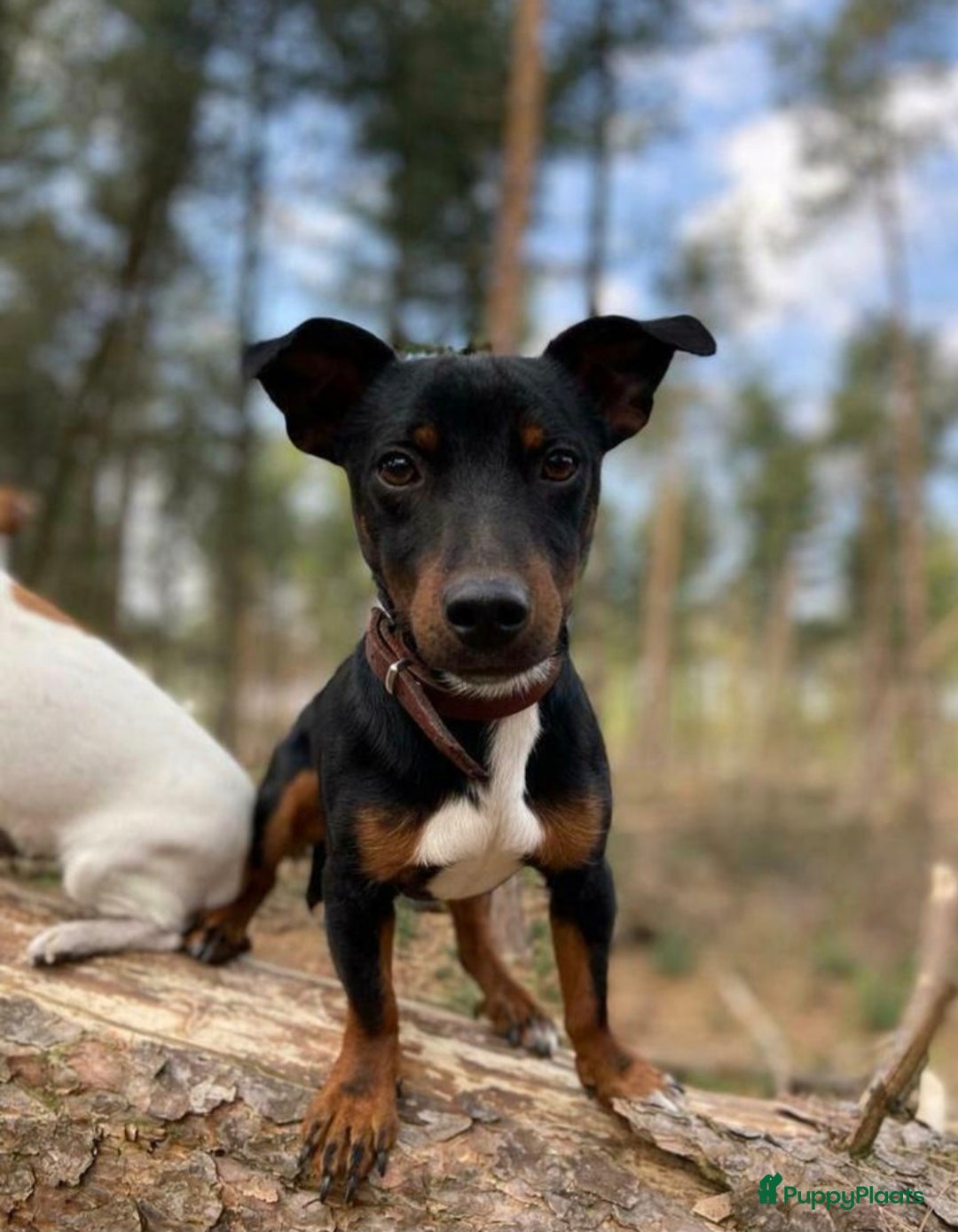 Jack Russel Terriër honden te koop: JACK RUSSEL PUPS - Advertentie 39