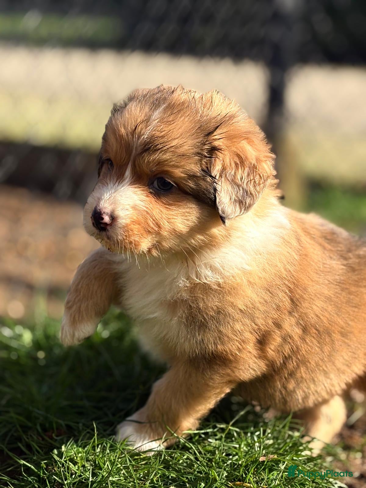 Kruising honden Toller x Australian shepherd pups  - Advertentie 2