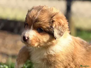 Kruising honden Toller x Australian shepherd pups - Advertentie 2