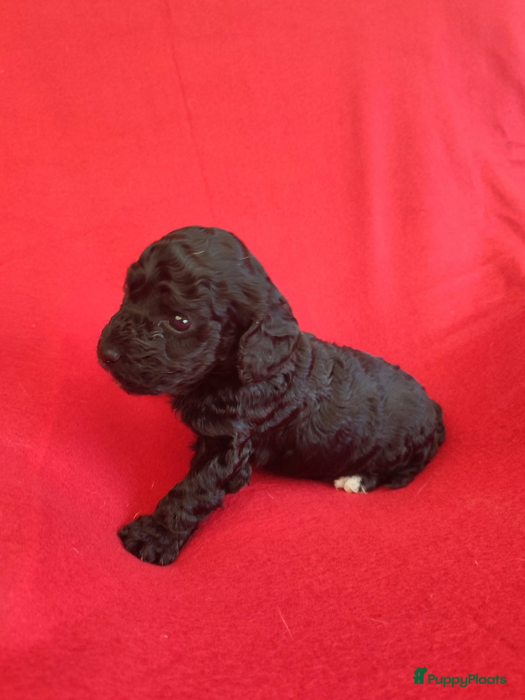 Cockapoo honden te koop: Mooi cockapoo pup reutje  - Advertentie 3