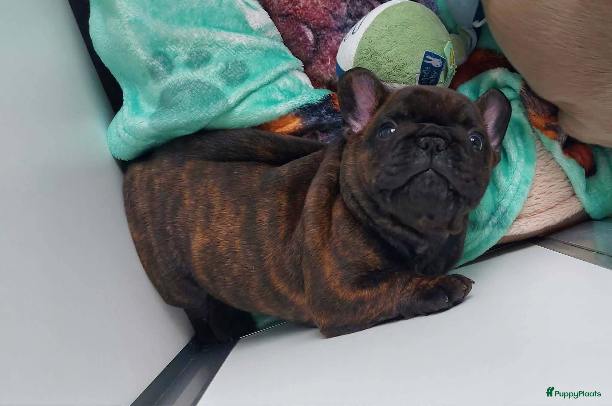 Franse Bulldog honden Prachtige Franse Bulldog pups met stamboom - Advertentie 4