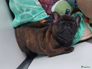 Franse Bulldog honden Prachtige Franse Bulldog pups met stamboom - Advertentie 4