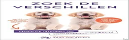 Labrador Retriever honden te koop: Authentieke Gele Labrador Pups Met Stamboom - Advertentie 15