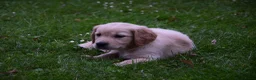 Golden Retriever honden te koop: Golden Retriever pup met stamboom - Advertentie 8