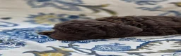 Labradoodle honden te koop: Labradoodle pups - Advertentie 9