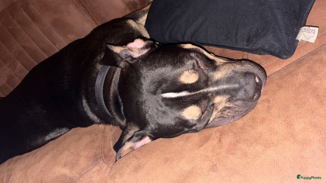 Amerikaanse Bully honden te koop: American Bully Xl ( stamboom zelf regelen)  - Advertentie 3